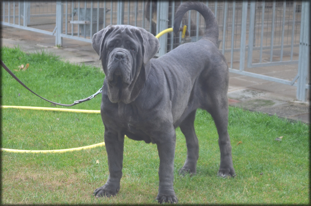 mastino napoletano: Bambi de Azzurra